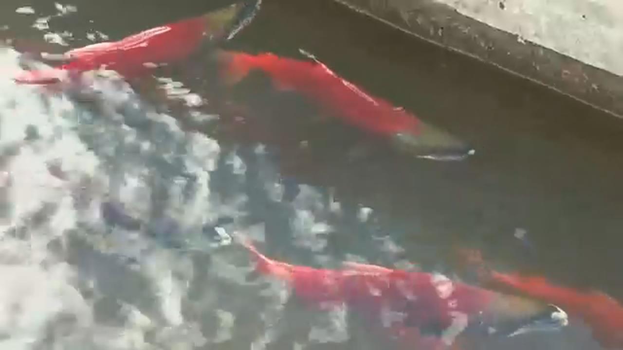 猶他州「紅魚大軍」現身！　科卡尼鮭魚洄游超壯觀