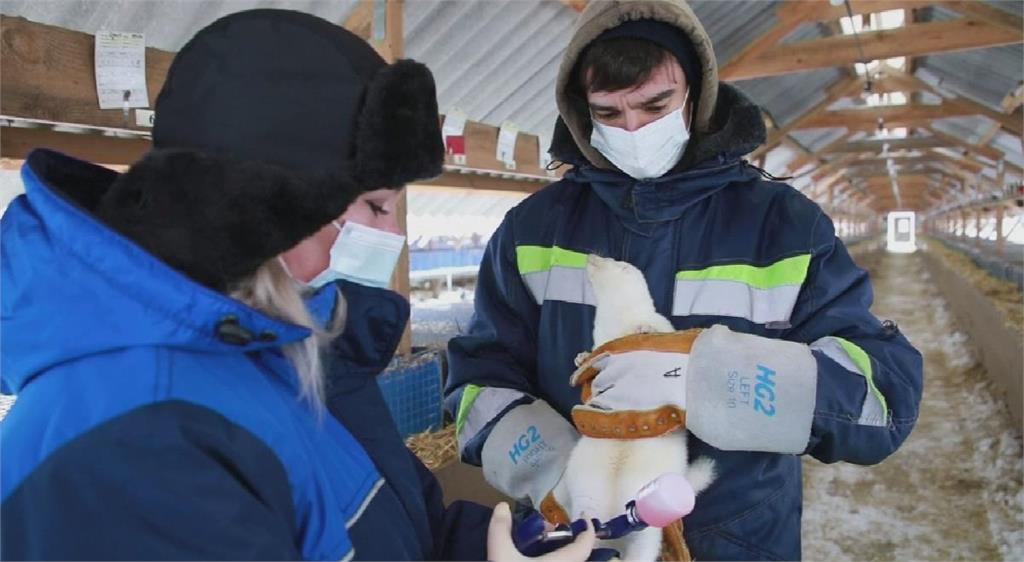 俄國再度搶先全球 推出首支動物用新冠疫苗