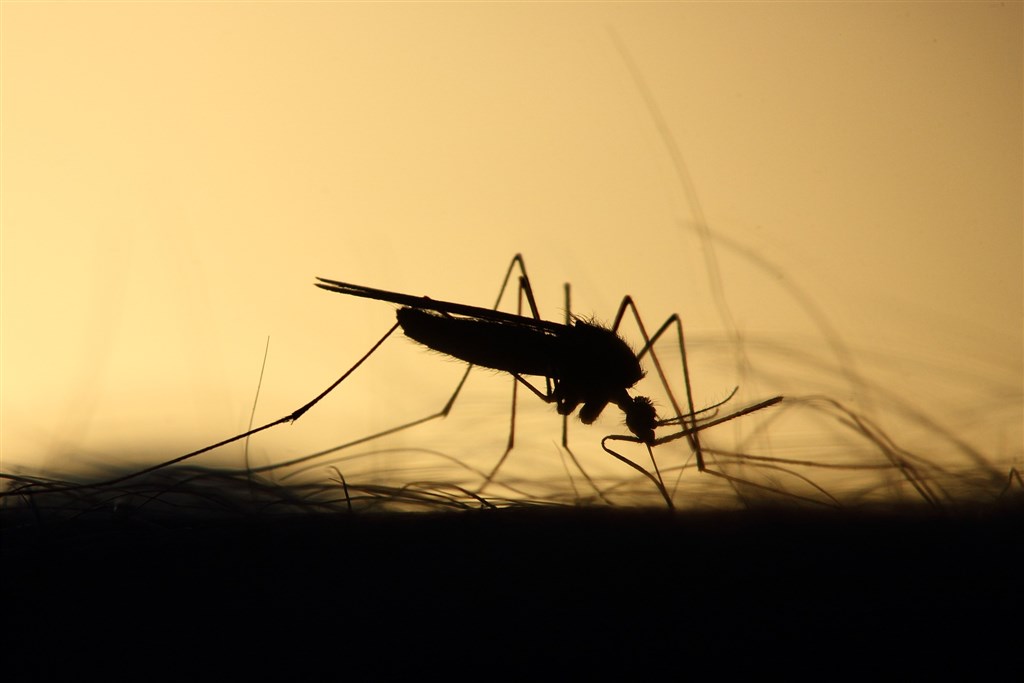 登革熱防治新招　印尼科學家養「好」蚊子