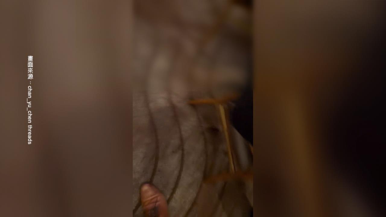大直知名婚宴會館不速之客！　老鼠出沒狂竄民眾嚇壞