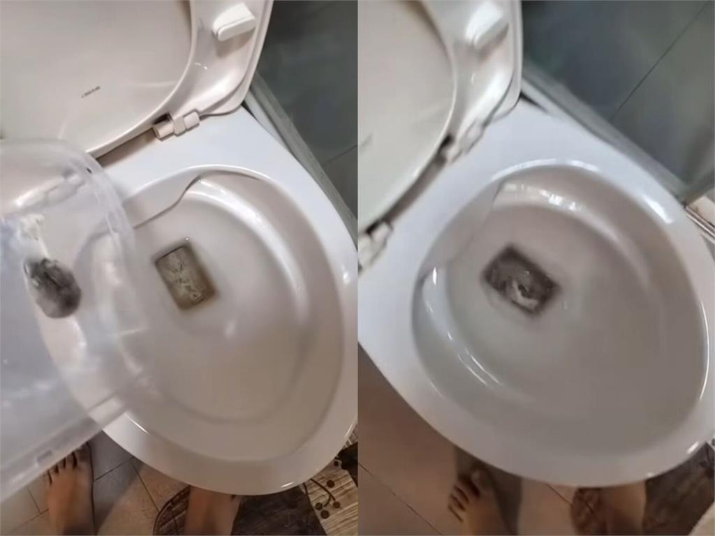 有夠殘忍!泰女被分手心情不好 10隻活倉鼠丟馬桶壓水沖掉