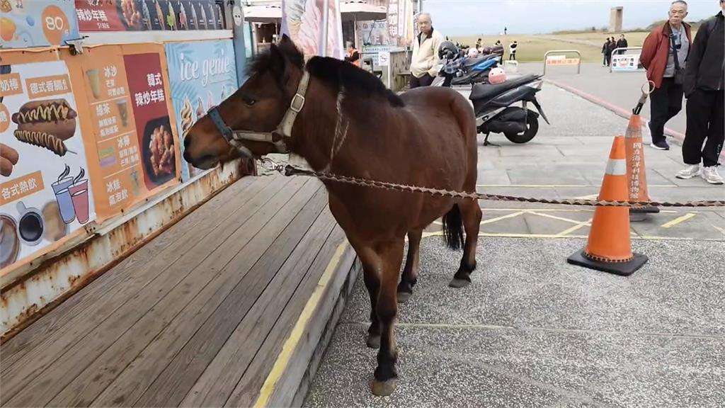 潮境公園出現超萌「校馬」　吸引遊客駐足拍照　餵冰淇淋