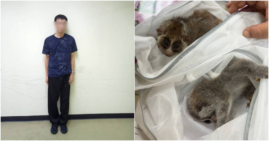 台男包緊緊「懶猴、水獺藏身上走私」！泰國機場遭逮　下場慘了