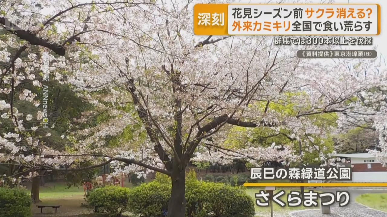 日本將迎櫻花季！　桃紅頸天牛啃食重創各地櫻花樹