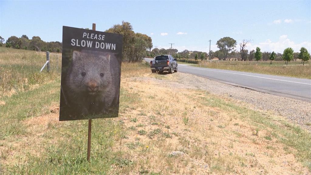 澳洲「路殺」事件頻傳　可憐袋熊寶寶變孤兒