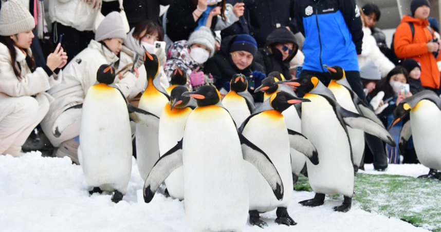 北海道旭山動物園驚傳棄屍案！　男員工丟妻遺體進焚化爐「隔天照常上班」