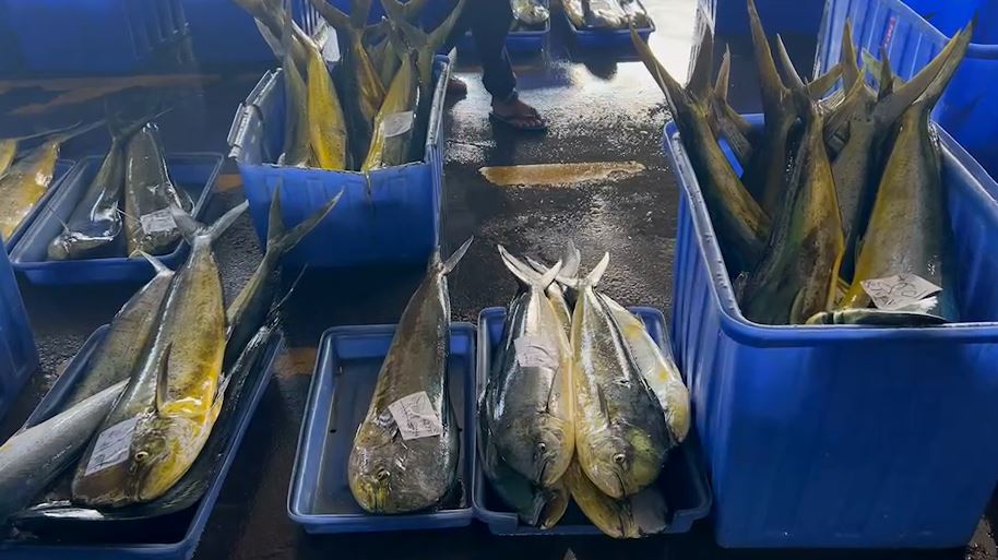 台東鬼頭刀大豐收！　捕獲量逾120萬公斤