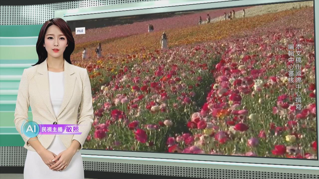 敏熙報氣象／巨型洋牡丹提前盛開　南加州小鎮湧遊客賞花