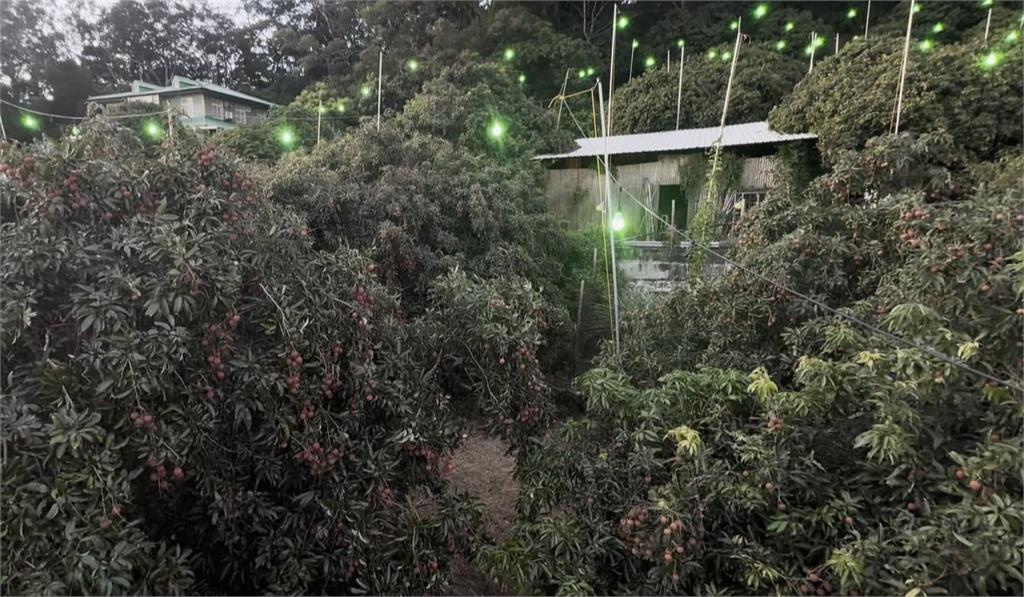 新竹果園導入綠色LED燈以光驅蟲　荔枝品質與產量更升級