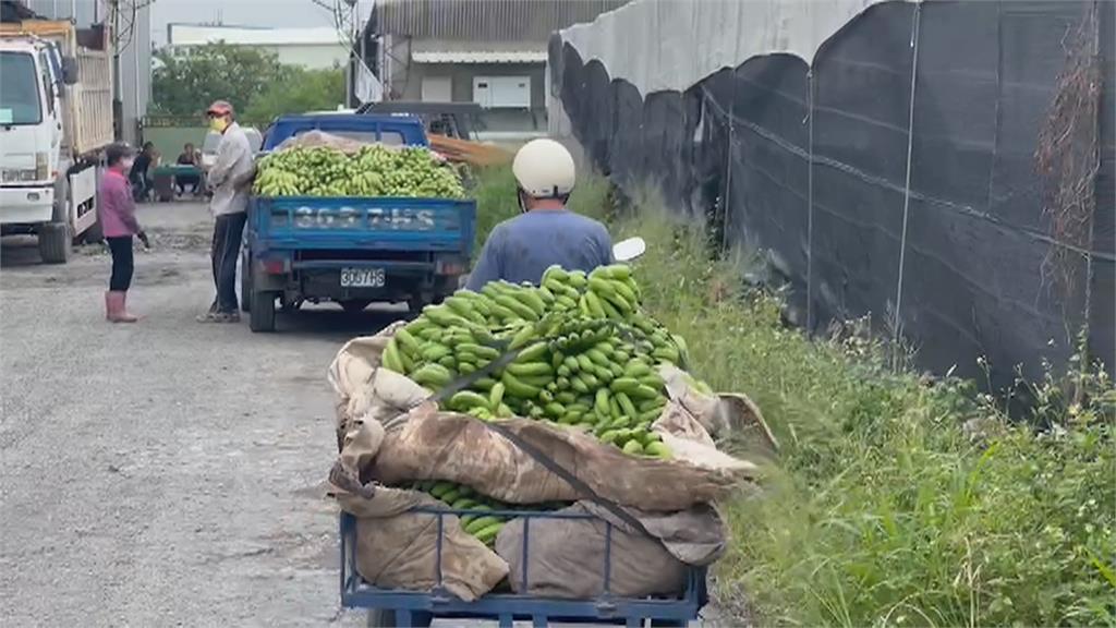 香蕉價格下跌 屏蕉農忙至集散場交貨