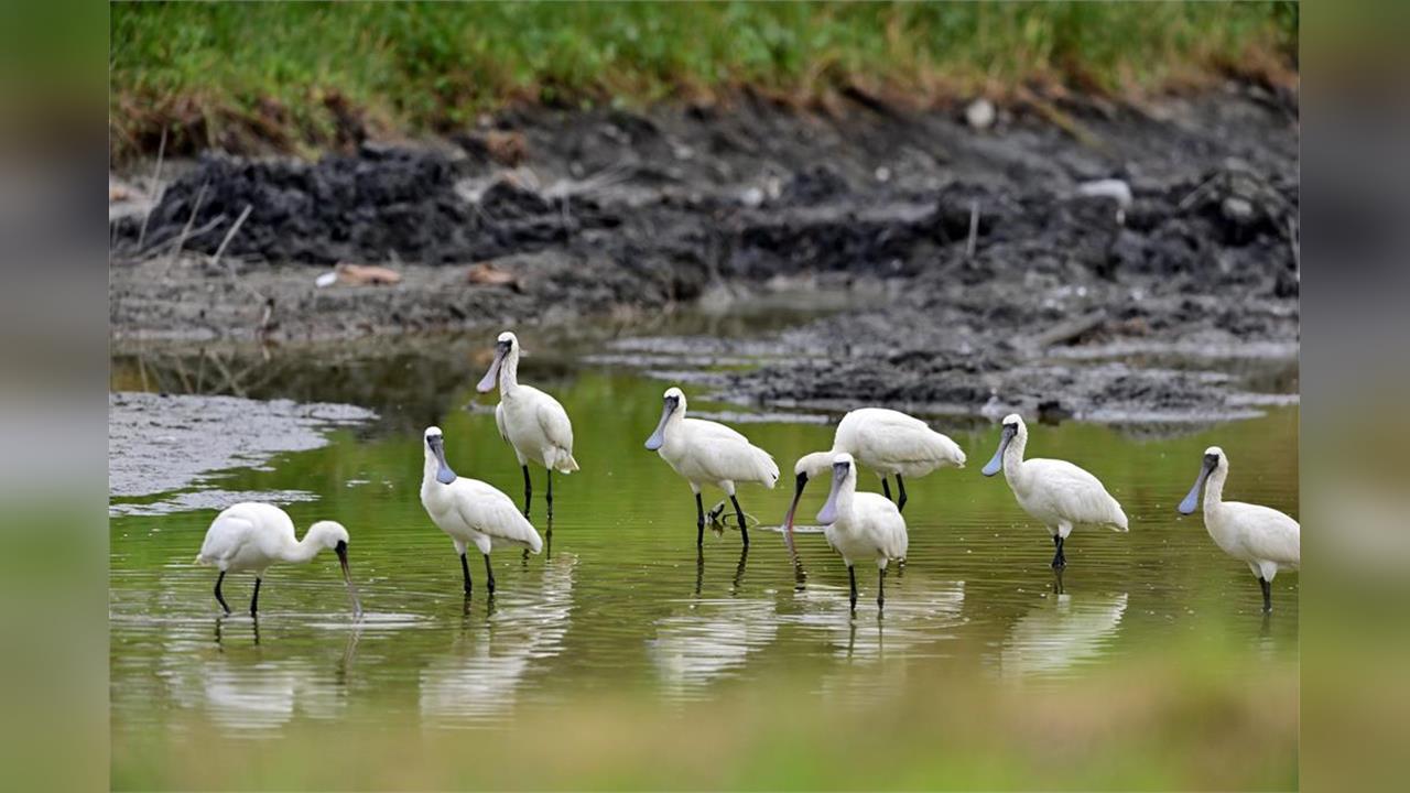 快新聞／捕獵黑面琵鷺？網驚傳外籍移工烹煮保育類動物　警方介入調查
