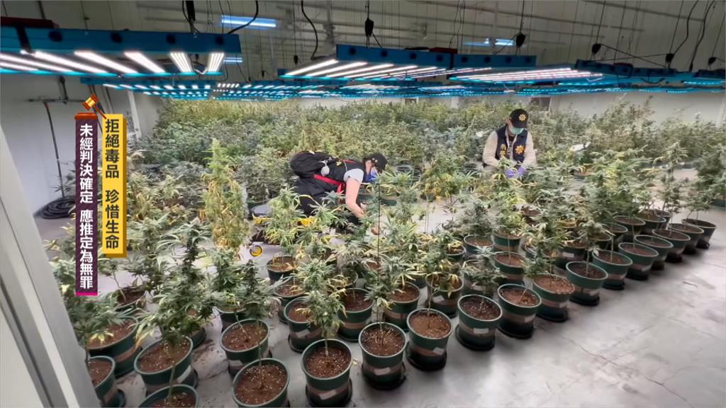 史上最大宗「大麻栽種」案！　　警搜逾5千株市價破20億