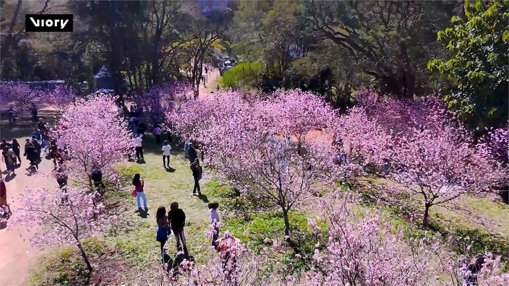 櫻花季開跑！巴西聖保羅繁花綻放　舉辦「文化盛會」入園賞花超愜意