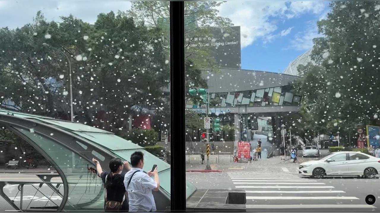 台北下五月雪!木棉樹果莢爆開大量棉絮隨風飄