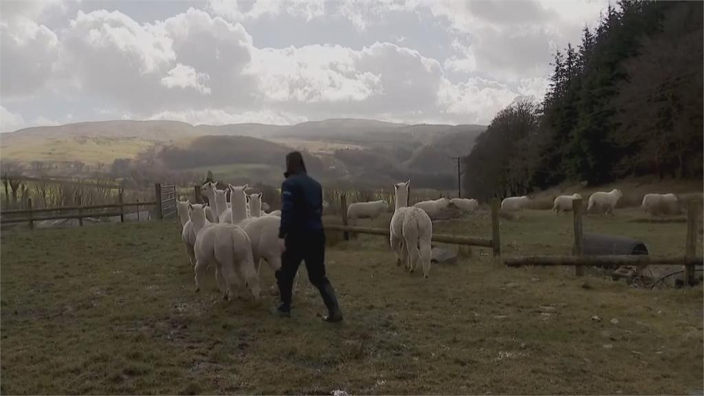研究發現綿羊混養羊駝好處多　助綿羊放鬆還有助環保