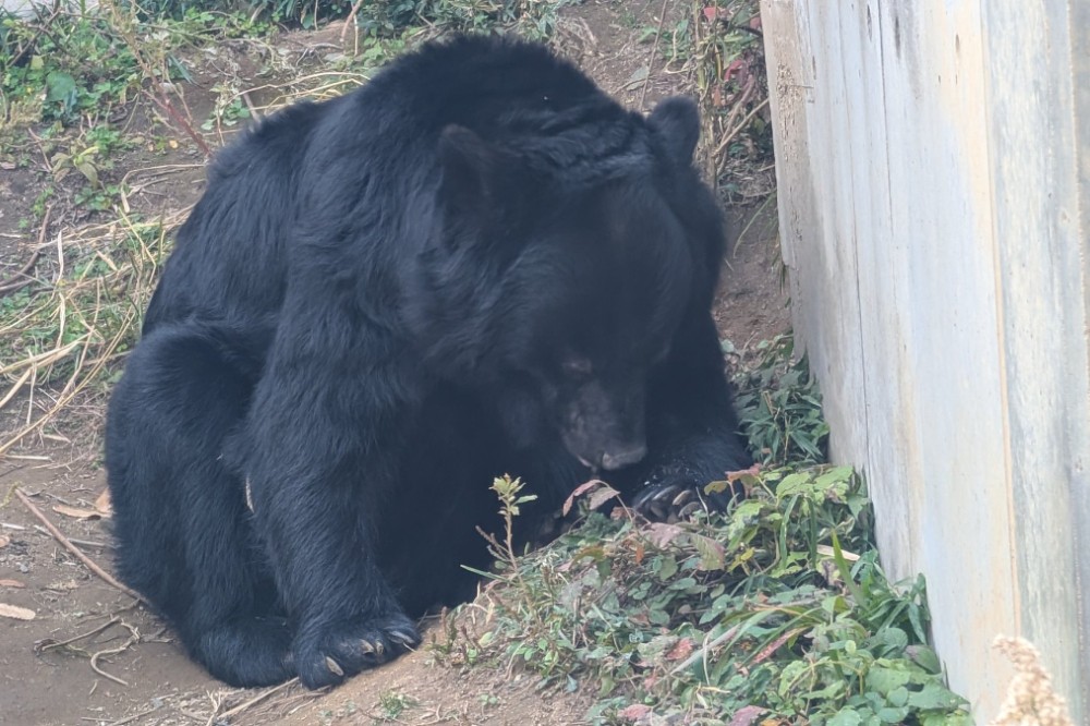 日本JR沼田站廁所外有熊在窺探 警衛小解後遇襲自行報案