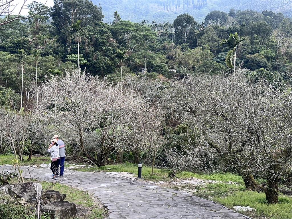 過年到臺南 1/25-2/2善用梅嶺接駁車或台灣好行梅嶺線上山