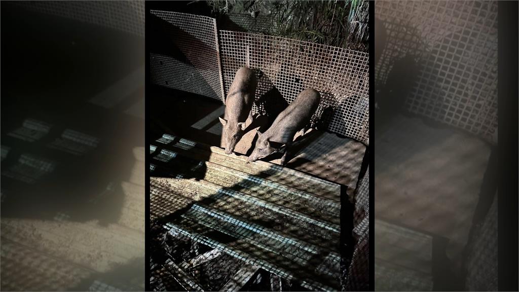 移工圈養山豬落跑！　員警遭襲擊「傷可見骨」　飼主挨罰600元