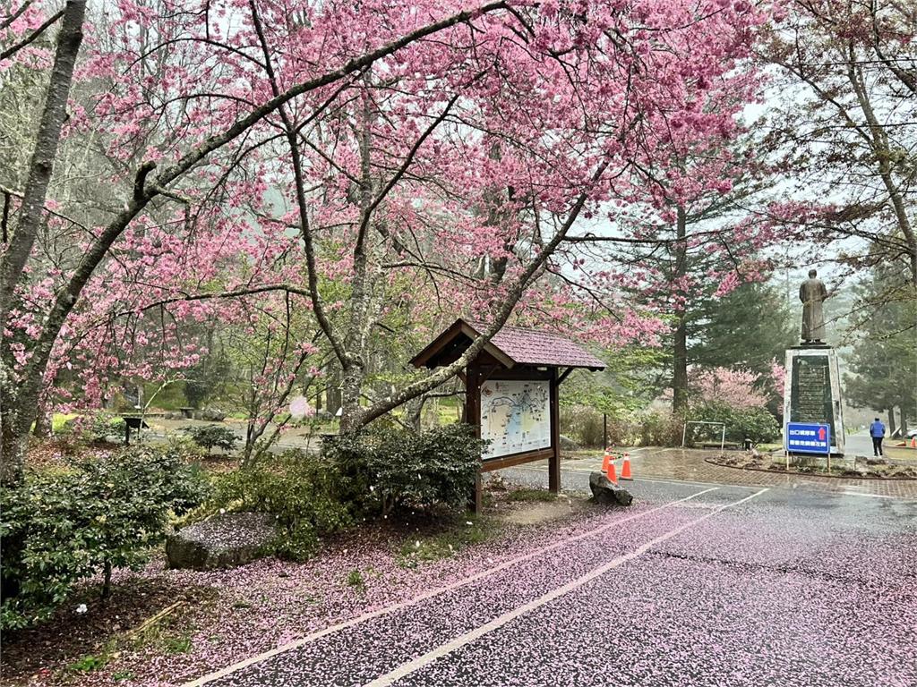 快新聞／櫻飄雪如雨滴飄落　武陵農場驚艷絕美粉紅櫻花地毯