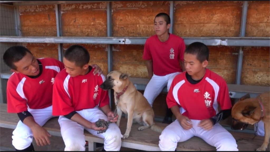 咬棒球、追箭...23隻校狗生活拍成紀錄片！微電影競賽萌奪冠
