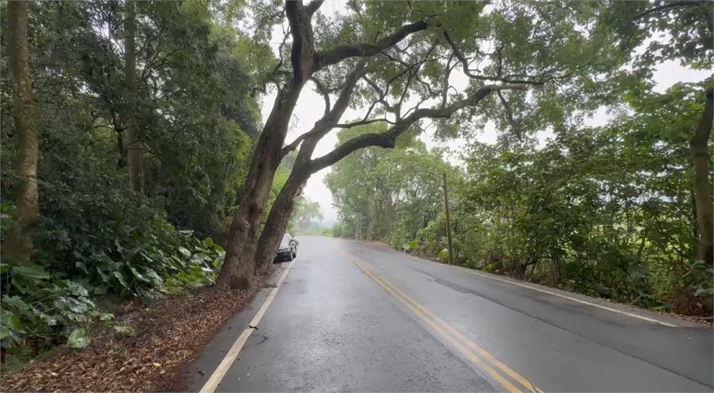 彰化林蔭大道疑樹枝未修剪　枝幹險砸車驚險畫面曝光