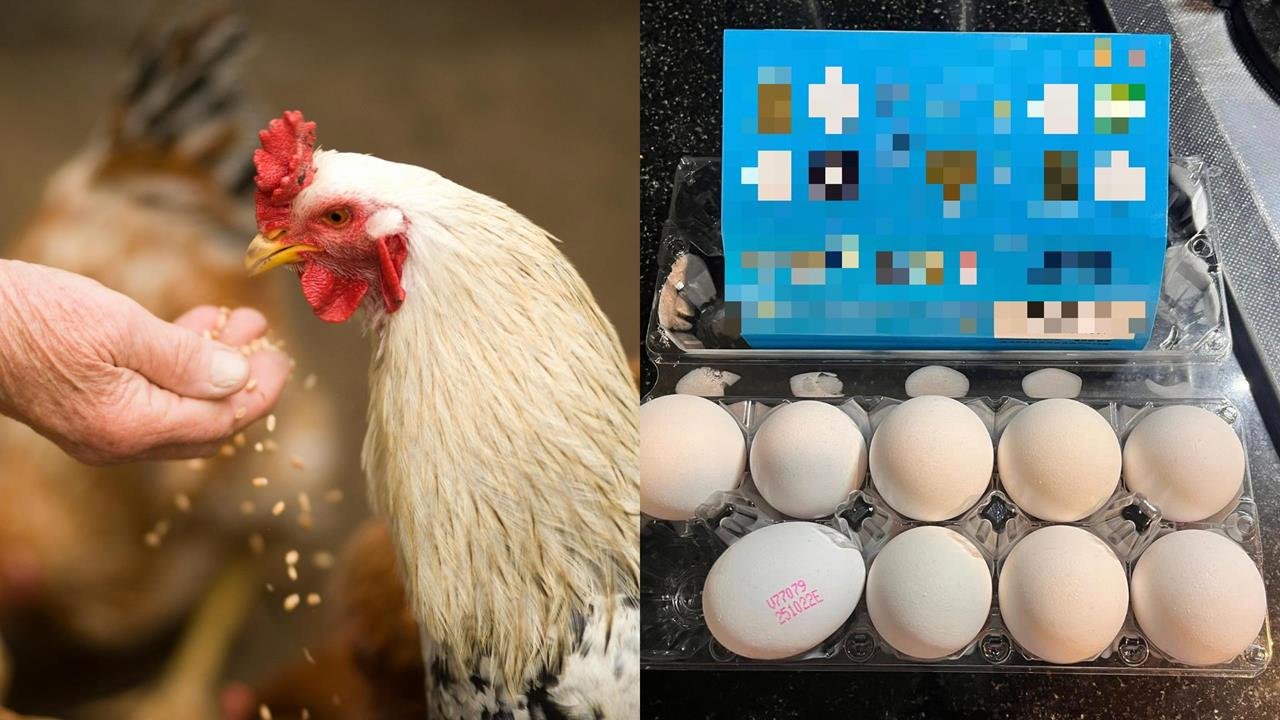 「人道動福蛋」竟出現籠飼E代碼!購蛋陷阱掀討論網氣炸:根本一堆亂放的