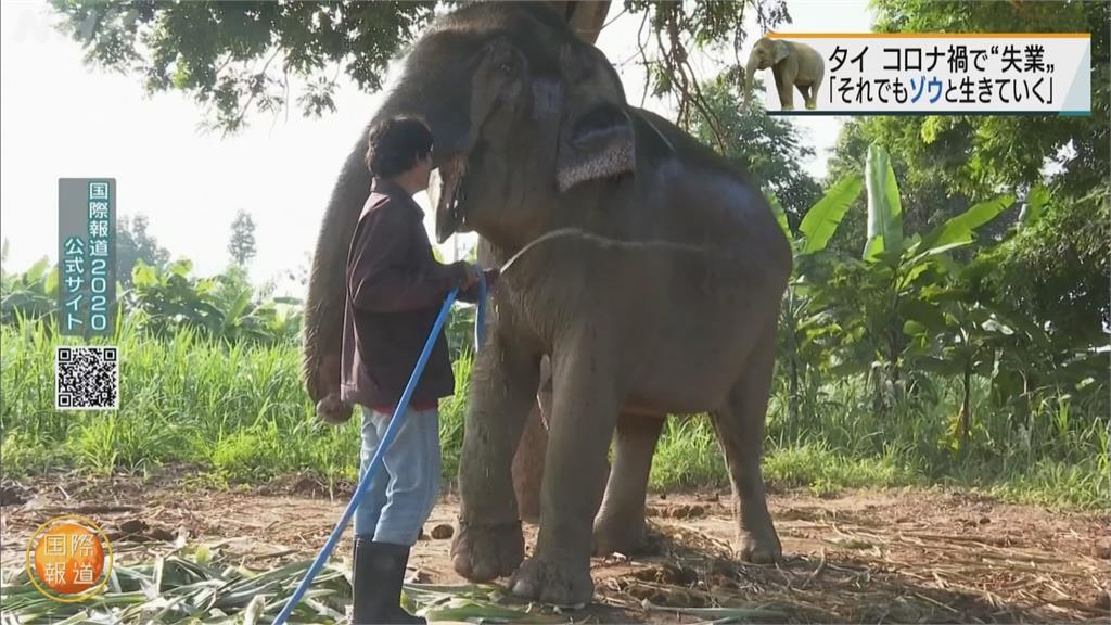 疫情嚴峻遊客銳減 泰國大象「失業」轉行當網紅