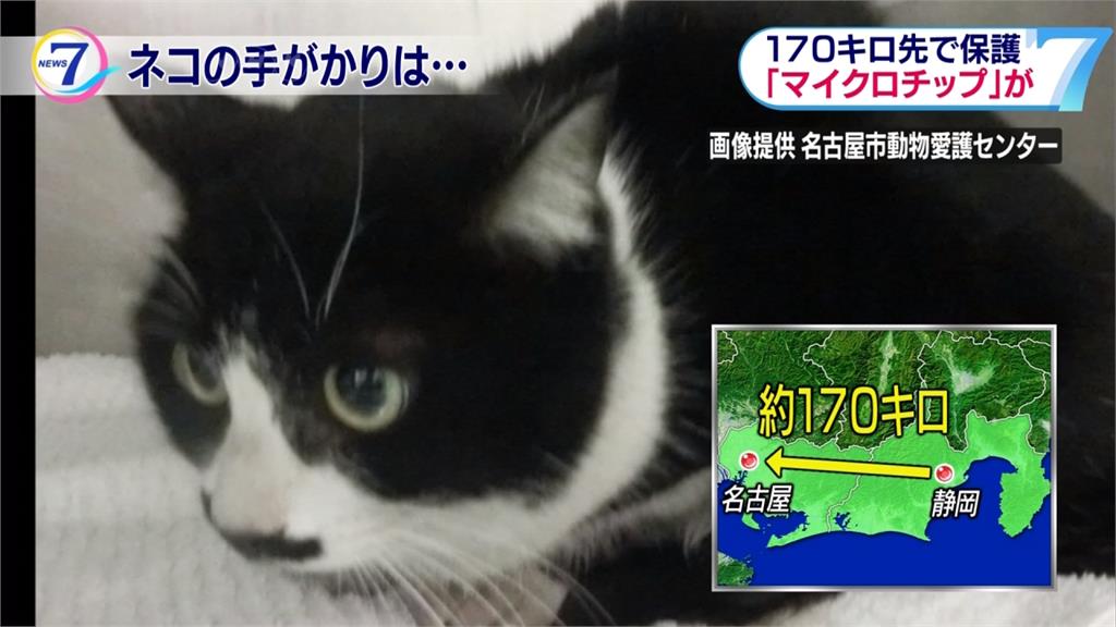 愛貓走失一個月 竟在170公里外離奇尋獲