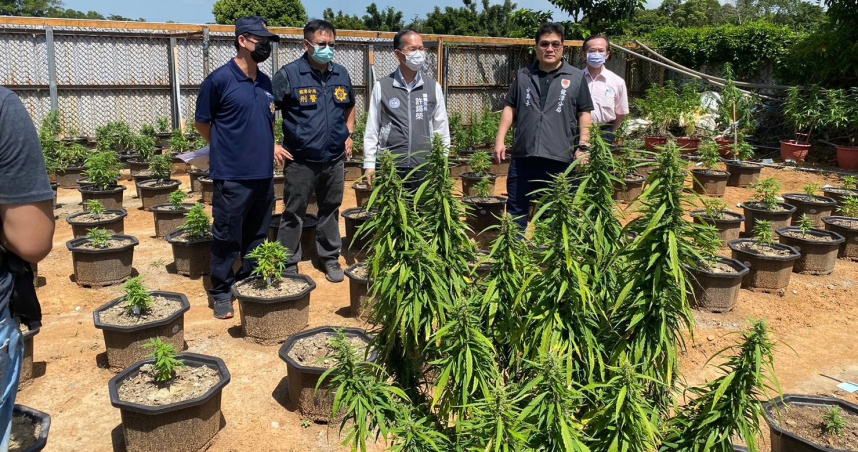 暑假毒害2／大麻查獲量暴增10倍　青少年成癮易患思覺失調症