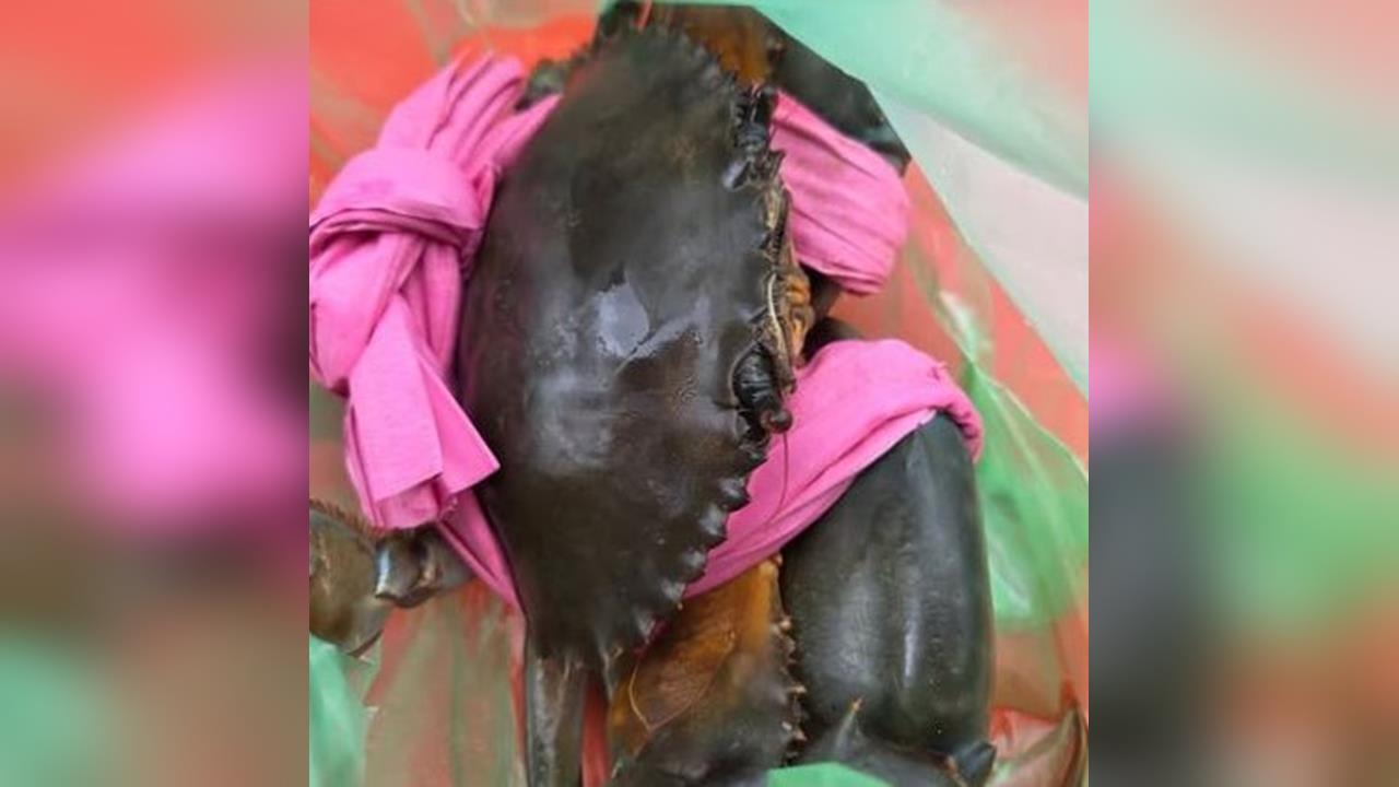 螃蟹繩也能「偷斤減兩」? 客買螃蟹繩竟是布質遭當冤大頭