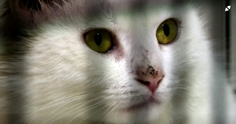 香港驚傳貓咪確診首例 比利時武肺貓康復