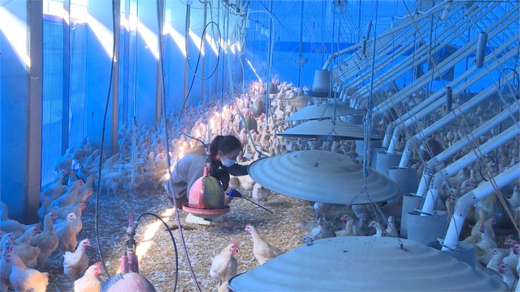 快新聞／英國爆H5N8禽流感 農委會：即日起自非疫區除名「活禽鳥、種蛋」禁止輸台