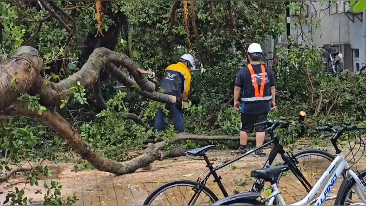 快新聞/共伴效應挾狂風暴雨襲北台 中央大學宿舍老榕樹倒塌畫面曝