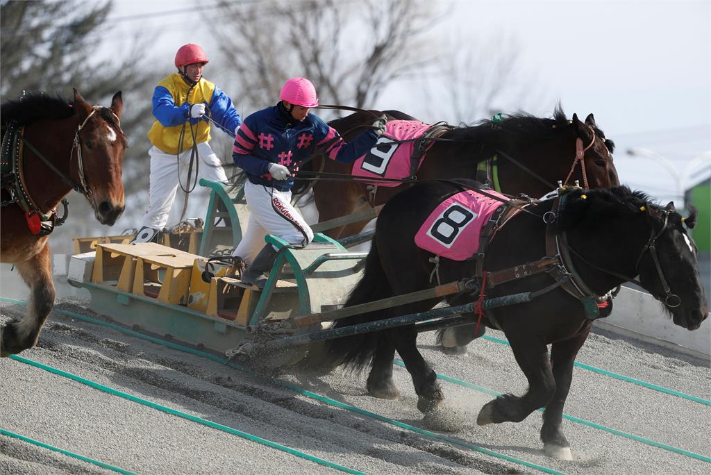 北海道獨特負重賽馬　跨越障礙撐到終點才是贏家