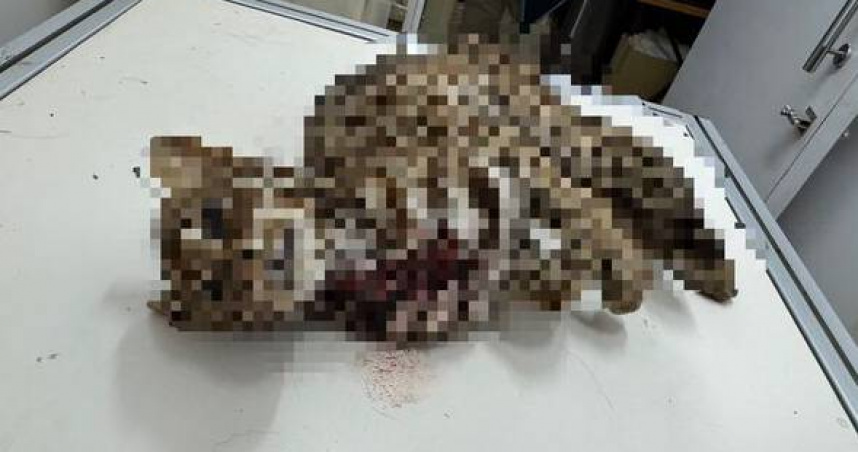 台中移工殺貓剝皮還獵殺石虎　主嫌持槍瞄警、逃竄山區行徑惡劣