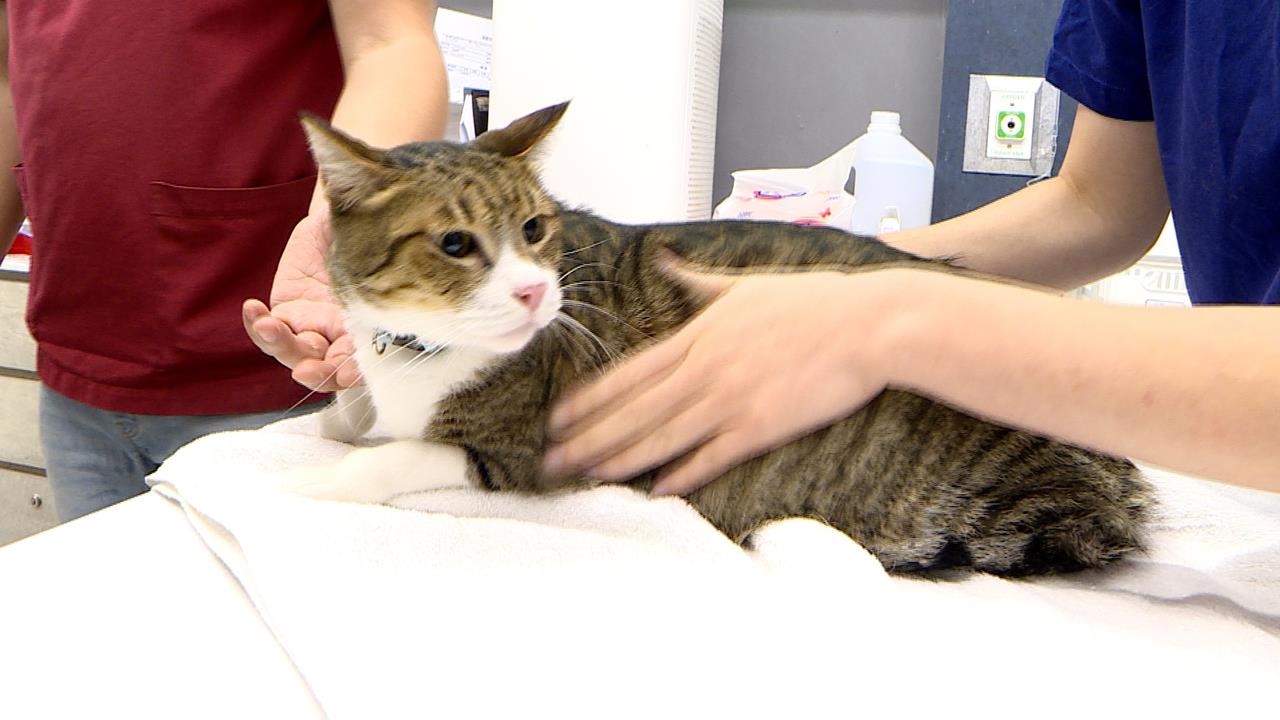 貓咪也要報戶口! 元旦後未完成寵物登記最高罰1.5萬