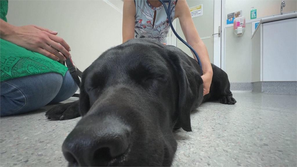 狗狗也做健康管理？　澳洲大學研究肥胖犬腸腦連結