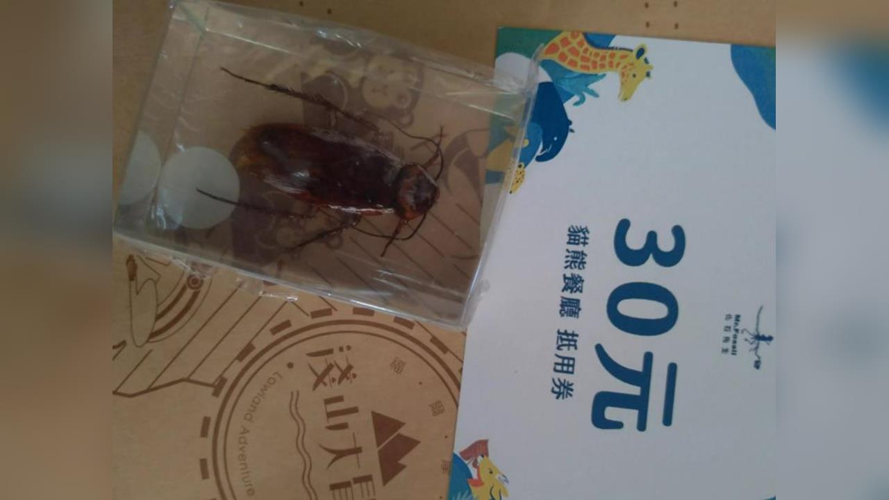快新聞/台北動物園滿額贈禮!「斑馬獎」打開是蟑螂標本 網:是我會直接蛋雕