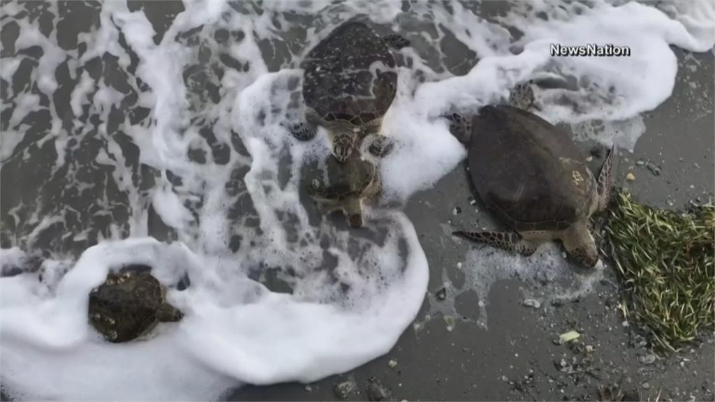 超冷！德州低溫破30年紀錄 3500隻海龜凍僵