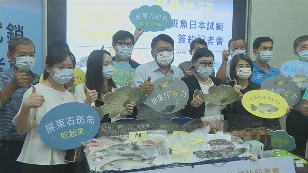 台灣石斑魚扣關成功　下週3噸直送日本成田