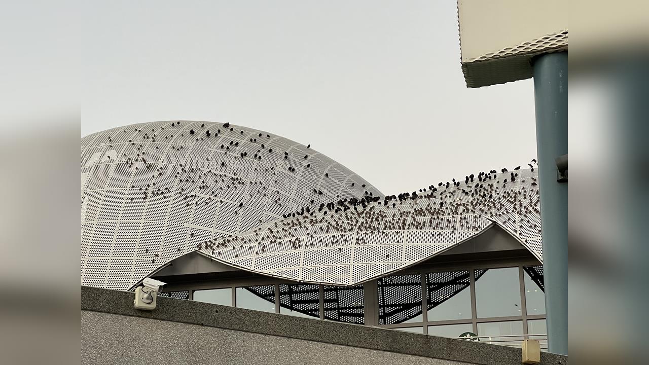 獨家／在屋頂唱歌！　「千鳥大軍」聚集清水服務區造型屋頂上