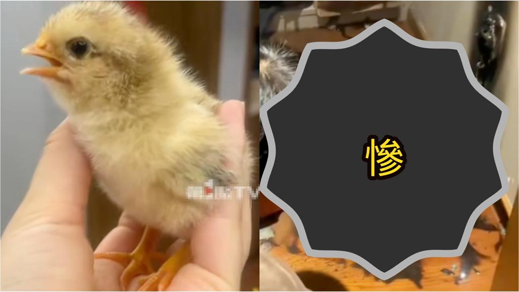 小雞破殼「人間走一遭」竟命喪火海！慘烈畫面流出「飼主2舉動」釀禍