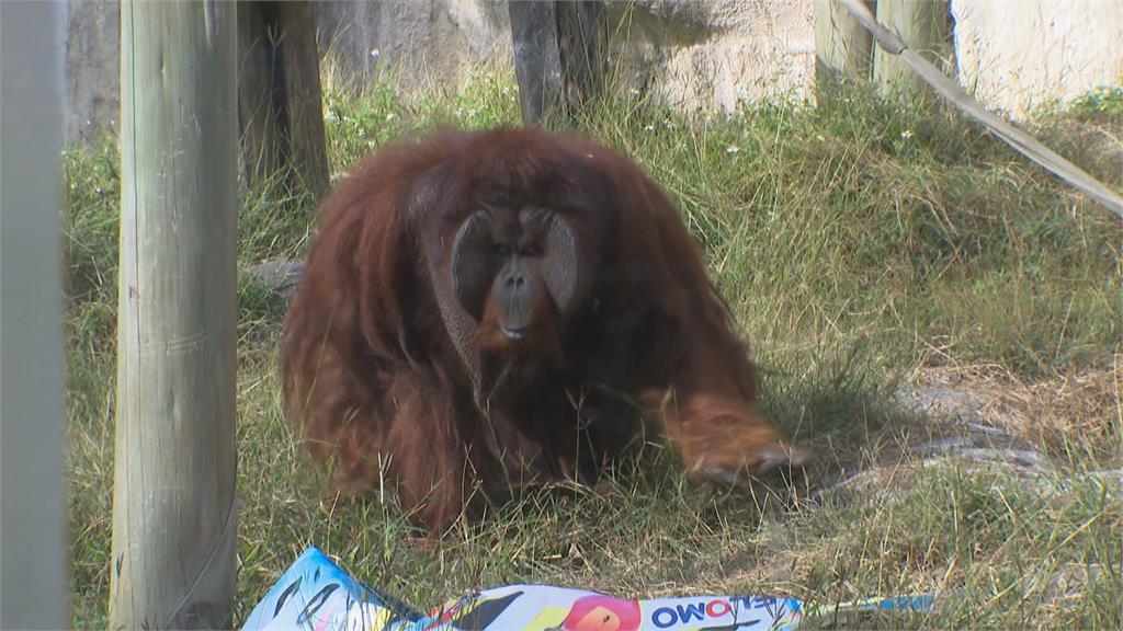 下探10度！壽山動物園保暖大作戰不怕撕爛 紅毛猩猩獲得一塊廣告帆布
