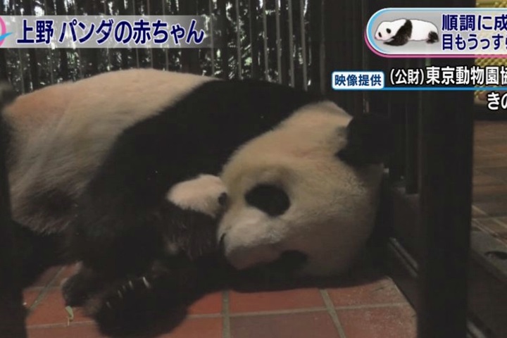 上野動物園小貓熊長大囉！日本辦遊行同慶