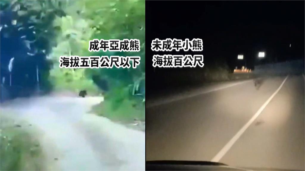 台東、花蓮頻有熊出沒！利嘉林道、台9線現蹤