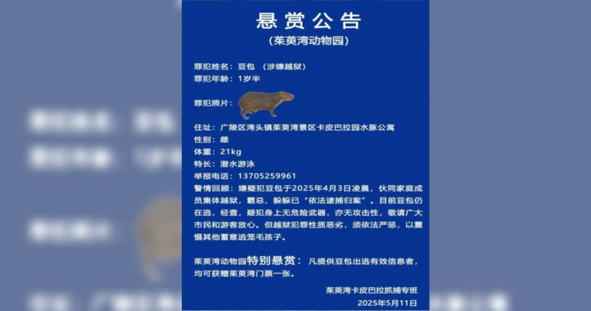 卡皮巴拉出逃40天！動物園公告：越獄犯罪性質惡劣　祭懸賞送門票