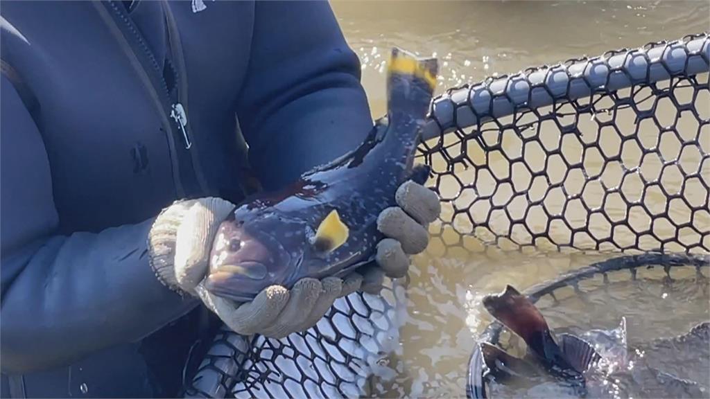 戴昆財養殖新品種石斑魚　不畏中國打壓