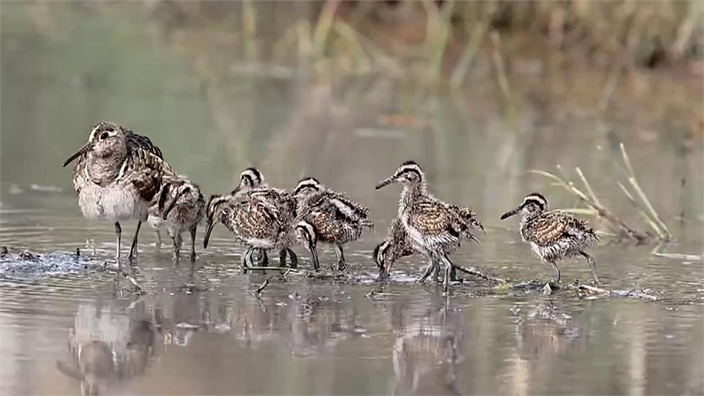 1隻彩鷸爸爸帶15隻寶寶出遊　雲林賞鳥達人驚奇紀錄