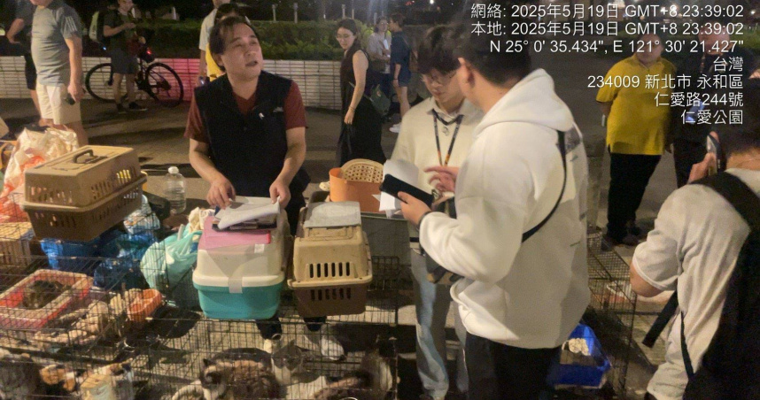 港女狂養23隻寵物！返鄉竟棄養8貓1犬　動保處開罰55萬、列黑名單