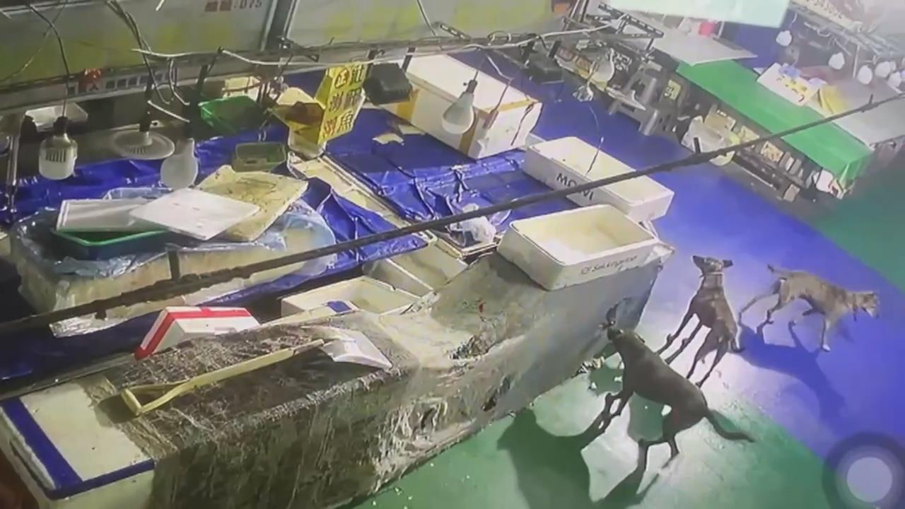 布袋魚市場流浪狗入侵 偷吃魚貨撞人害肋骨斷3根
